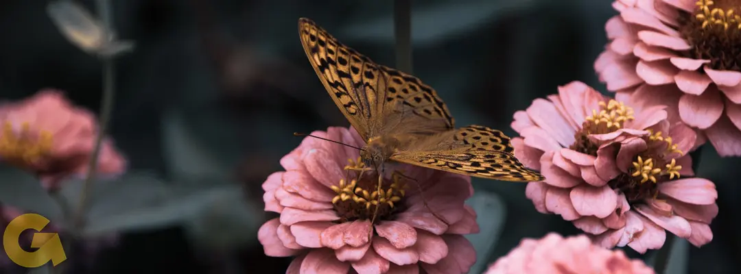 Mariposa
